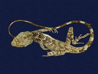 藏品(斯文豪氏攀蜥)的圖片